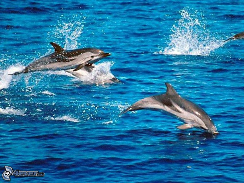 delfini che saltano