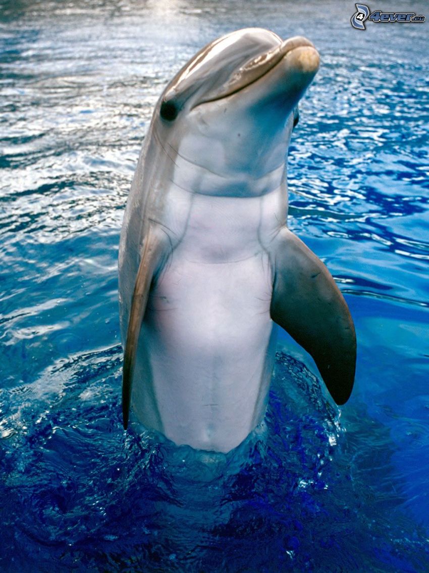 delfino, acqua