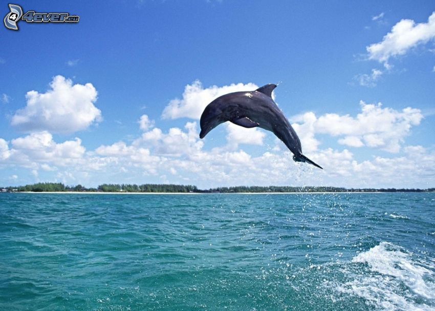 delfino che salta, mare verde