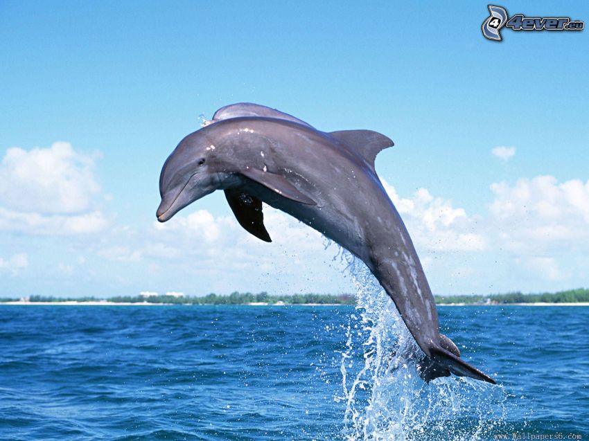 delfino che salta