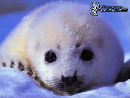 giovane foca