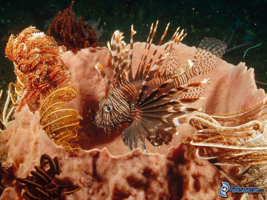 Pesce e coralli, anemoni di mare