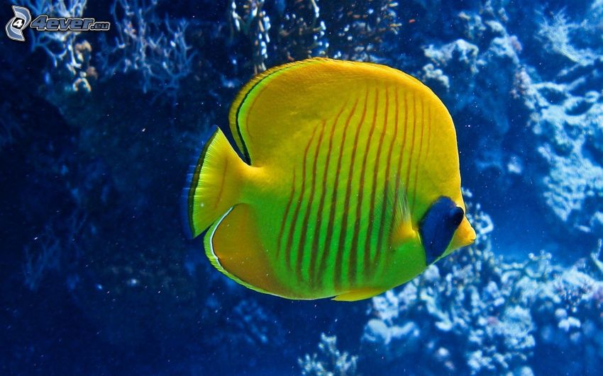 pesce giallo, coralli