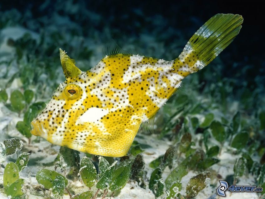 pesce giallo, fondo marino