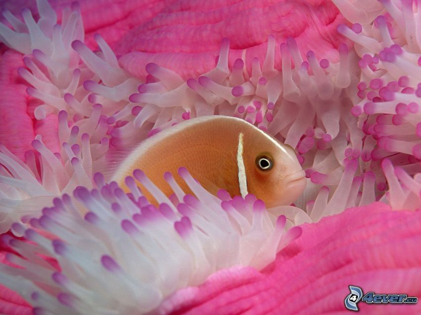 pesce pagliaccio, anemoni di mare
