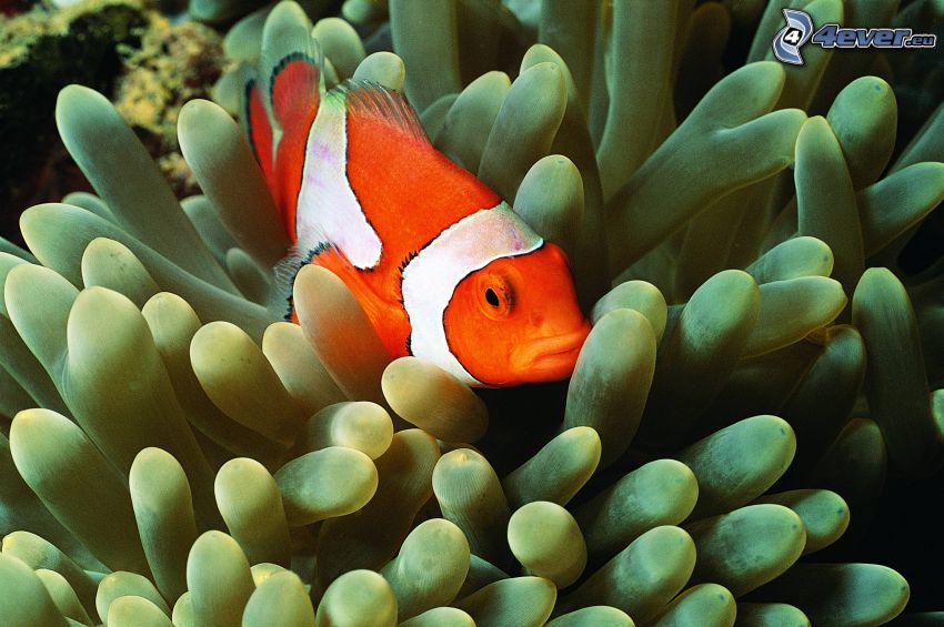 pesce pagliaccio, anemoni di mare