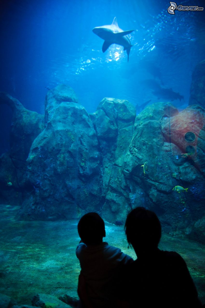 pescecane, Adventure Aquarium, Camden, New Jersey