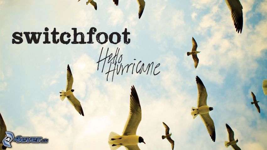 switchfoot - Hello Hurricane, gabbiani