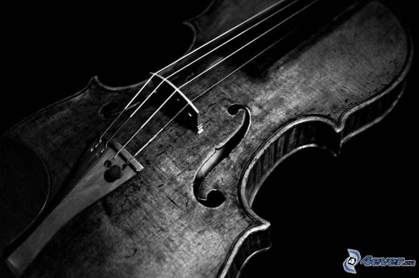 violino, foto in bianco e nero