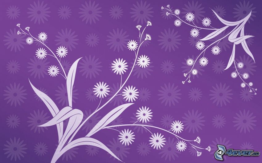fiori bianchi, sfondo viola