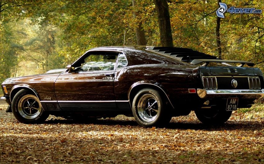 Ford Mustang, veicolo d'epoca, foglie cadute