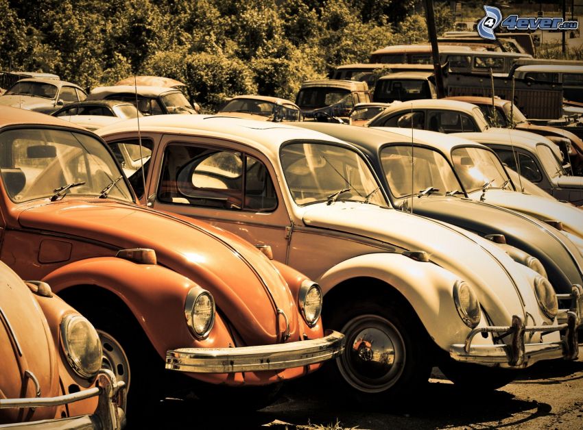 parcheggio per macchine vecchie, Volkswagen Beetle