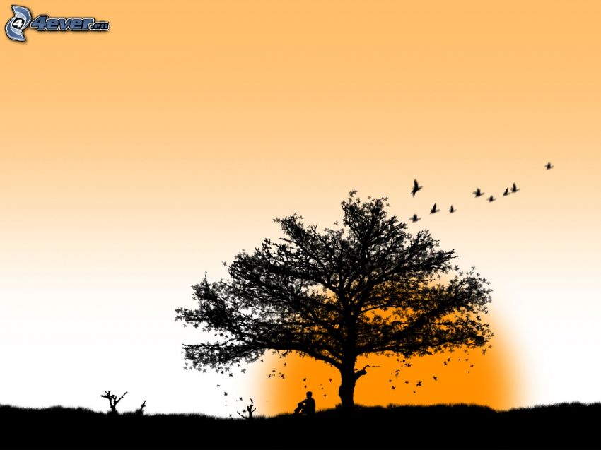 albero solitario, stormo di uccelli, uomo, sole, siluette