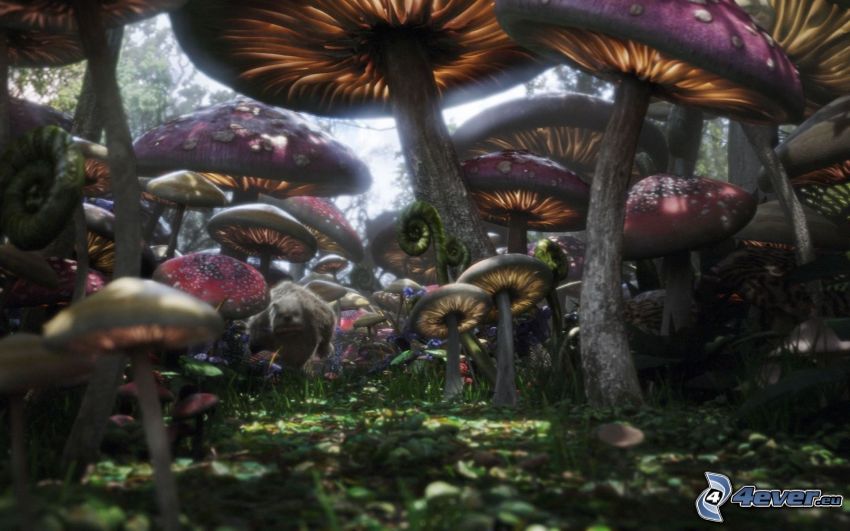 Alice nel paese delle meraviglie, funghi