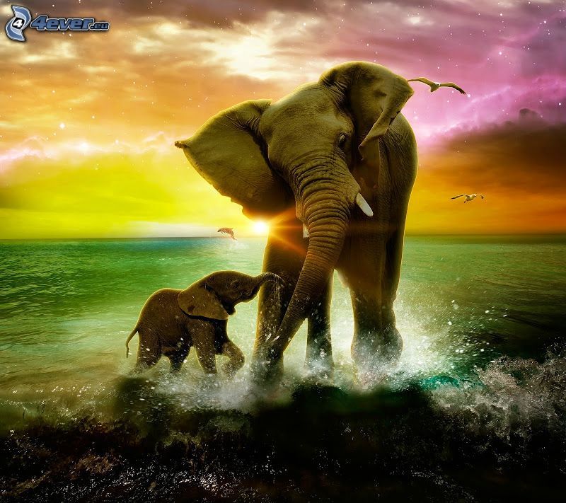 elefanti, prole di elefante, acqua, cielo colorato