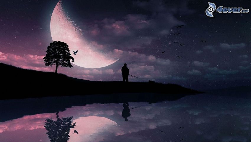 luna, albero solitario, siluetta d'albero, siluetta di un uomo, lago, riflessione, notte, uccelli