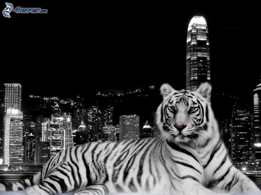 tigre, città, Hong Kong