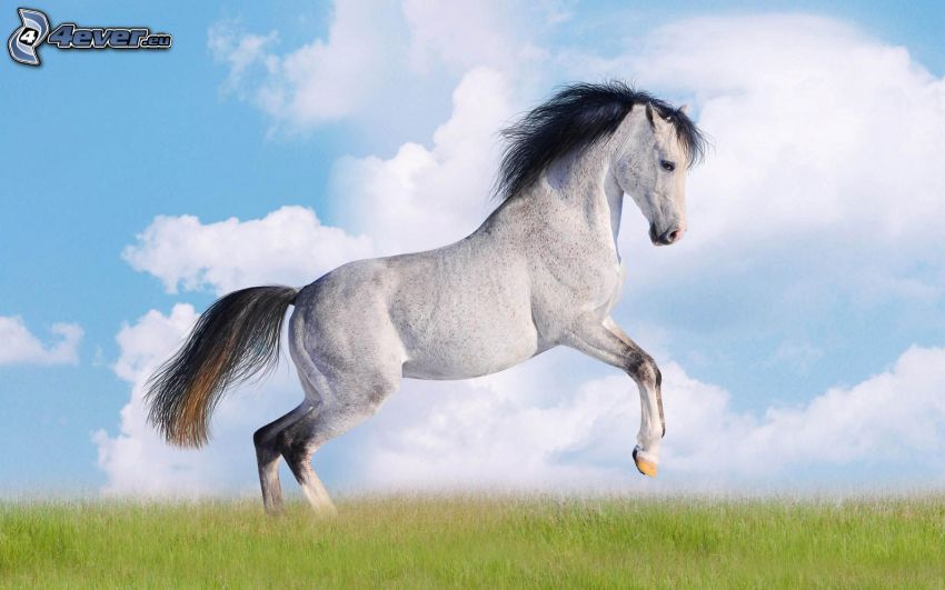 cavallo bianco, nuvole