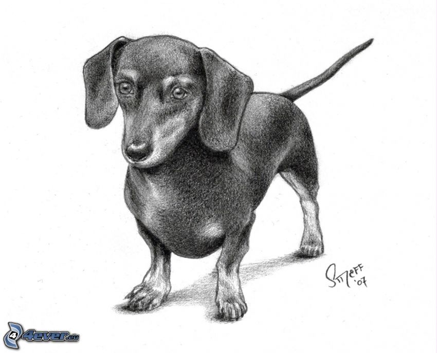 bassotto Cartoon, cane disegnato