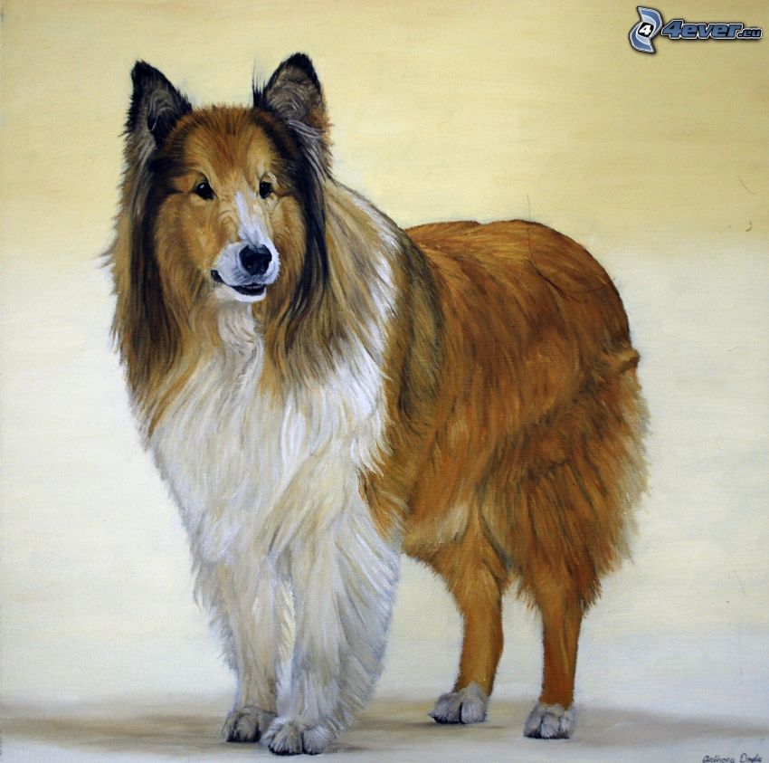 collie