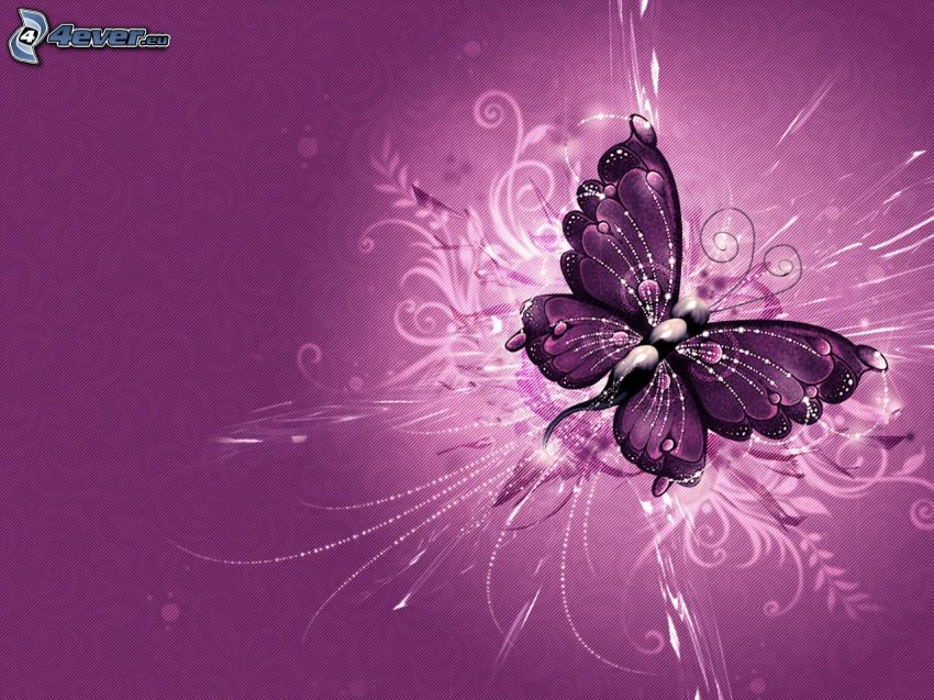 farfalla, linee bianche, sfondo viola