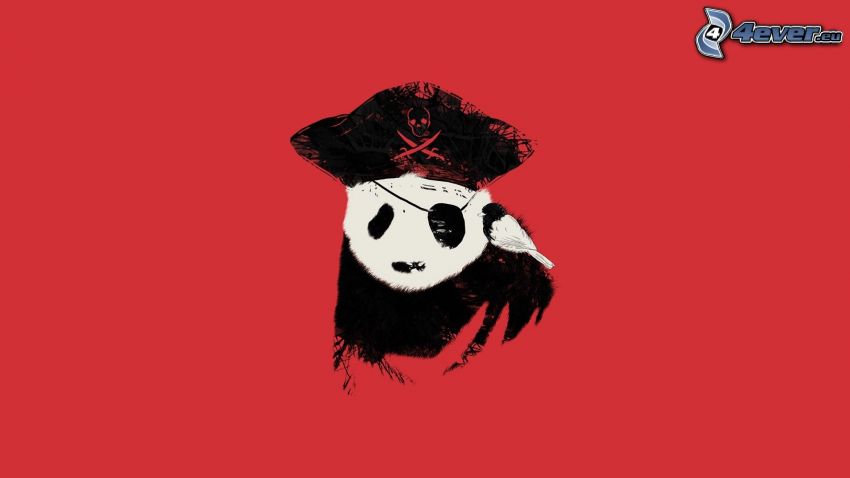 panda, pirata