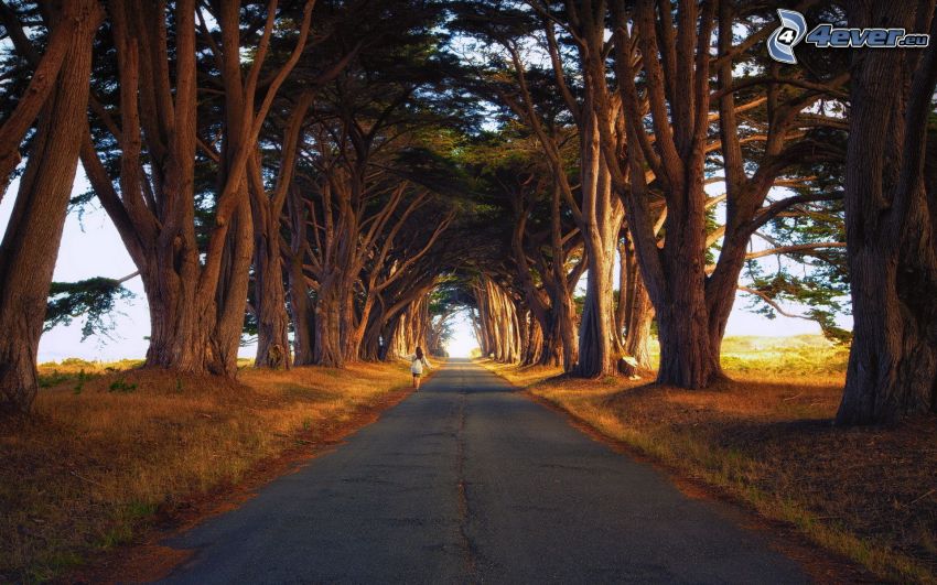 strada, viale albero