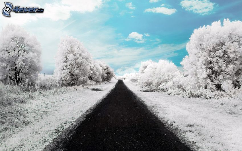 strada diritta, alberi coperti di neve, cielo