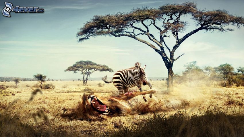 battaglia, leone, zebra, savana, luogo selvaggio