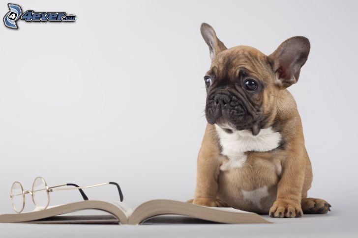 cane, libro, occhiali