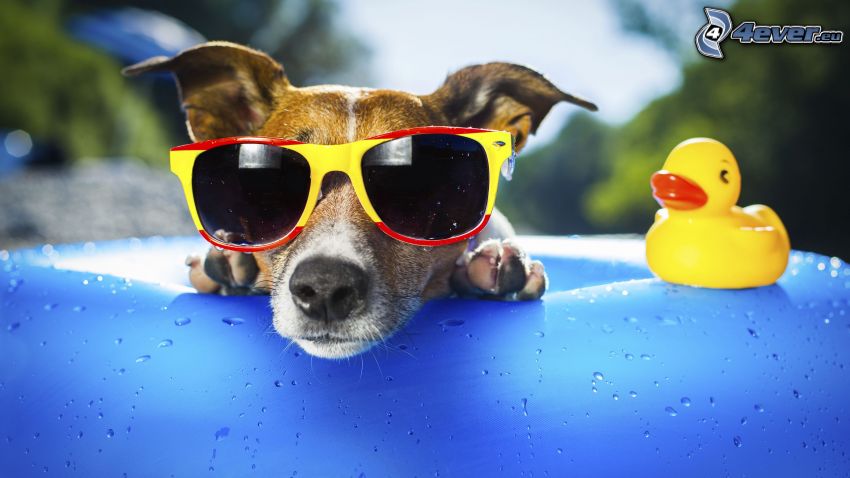 cane, occhiali da sole, anatra, piscina