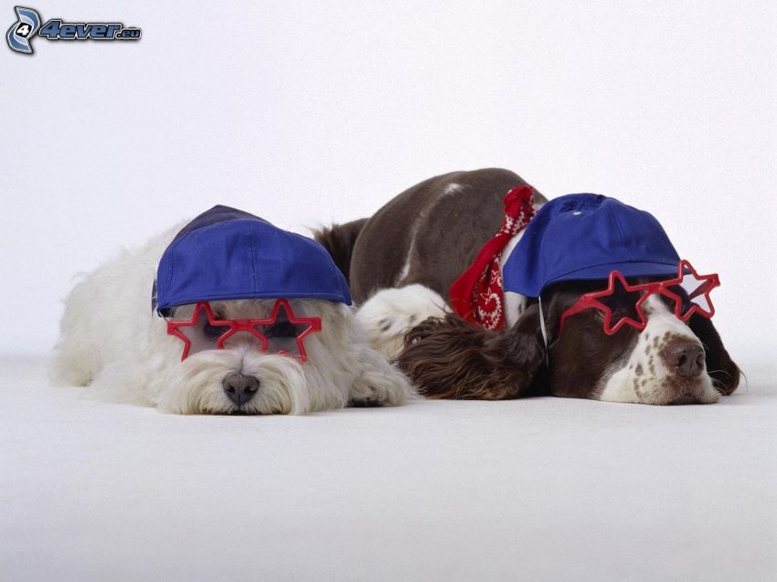 due cani, occhiali, baseball caps