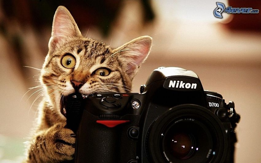 gatto, fotocamera, Nikon D700