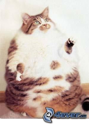 gatto, obesità