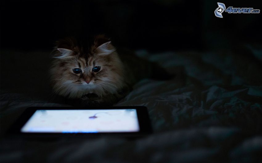 gatto, tablet