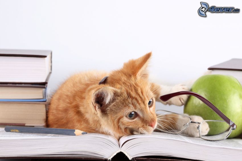 gatto marrone, occhiali, libro, matita