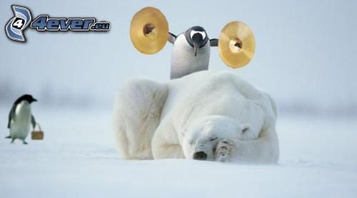 orso polare, pinguino, sonno, coraggio, piatti