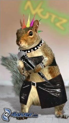 punker, scoiattolo