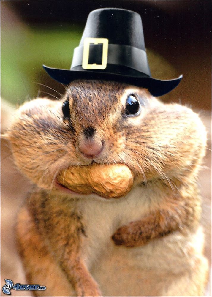scoiattolo, arachidi, cappello