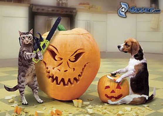 Zucche di Halloween, gatto, beagle, zucca