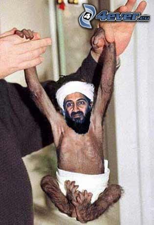 Osama bin Laden, scimmia