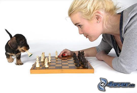 scacchi, bionda, cucciolo