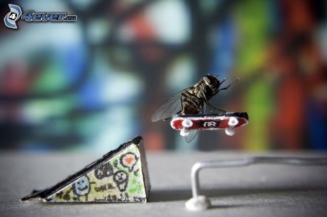 mosca, skateboard, salto