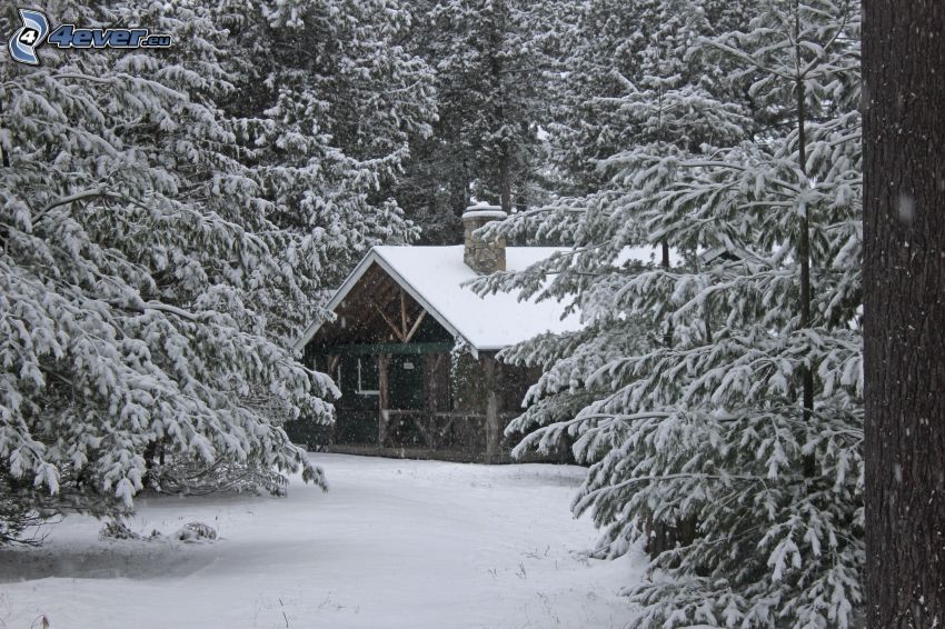 chalet coperto di neve, bosco innevato