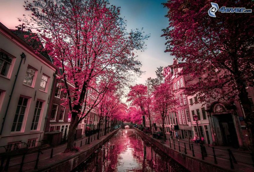 canale, alberi viola, Amsterdam