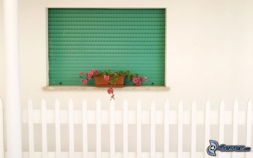 finestra, fiori, recinzione