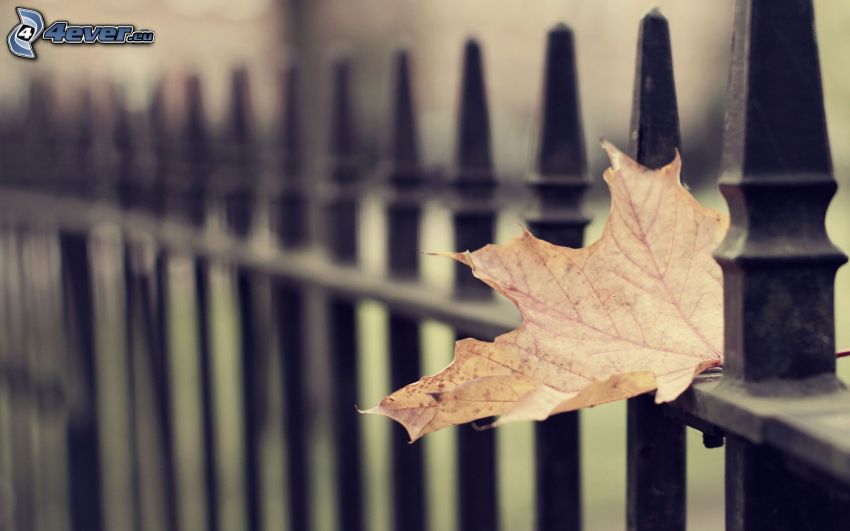 foglie secche, recinzione