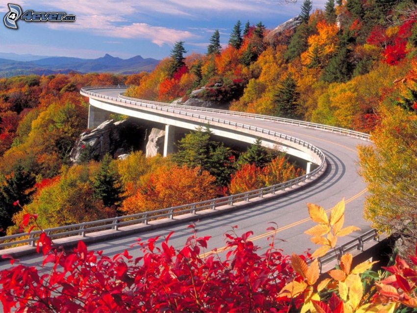 ponte, curva, strada, alberi colorati