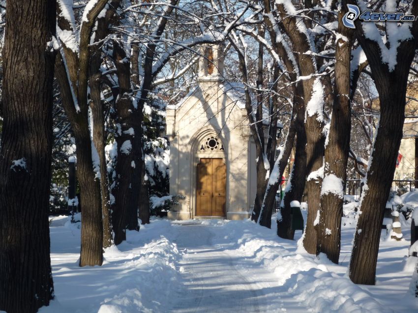 cappella nevosa, piantata, viale albero, alberi coperti di neve