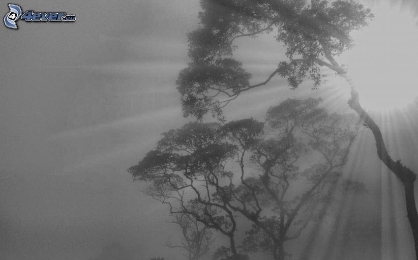 alberi, nebbia, bianco e nero